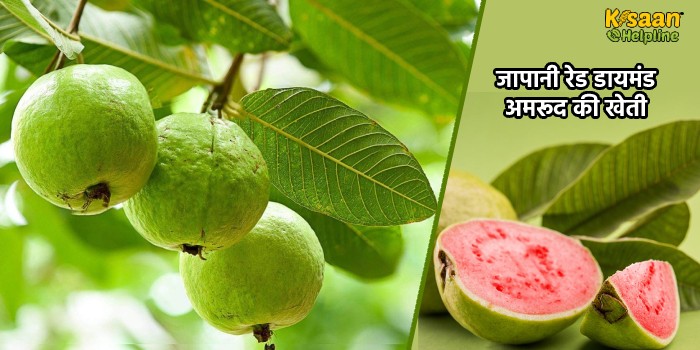 जापानी रेड डायमंड अमरूद की खेती करके कमाएं लाखों, जानिए इसकी खास विशेषताओं के बारे में